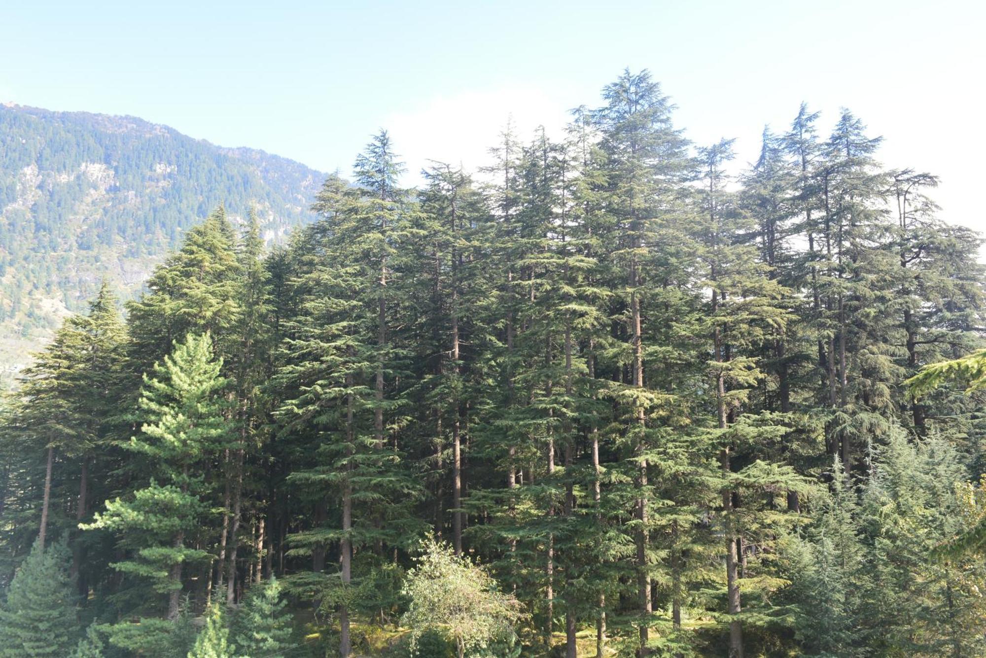The Neelgiris Hotel Manali  Ngoại thất bức ảnh