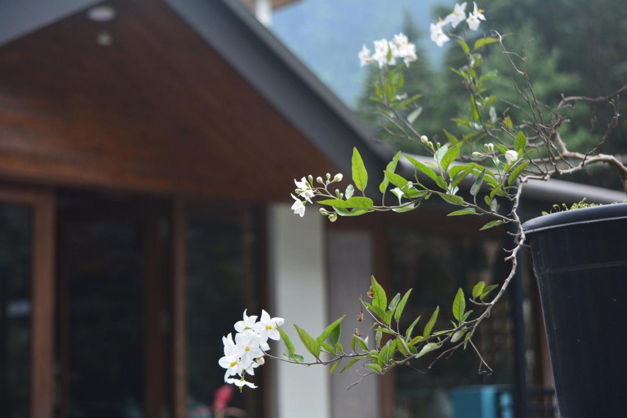 The Neelgiris Hotel Manali  Ngoại thất bức ảnh